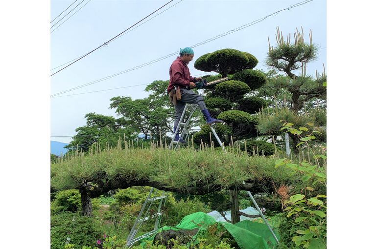 剪定作業