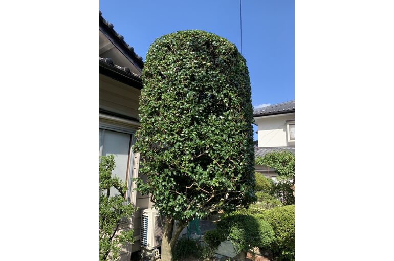 庭の剪定